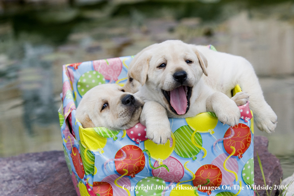 Yellow Labrador Retriever puppies.