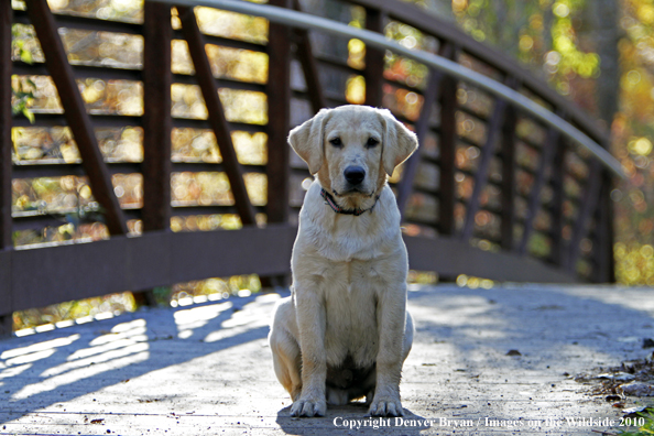 Yellow Labrador Retriever puppy