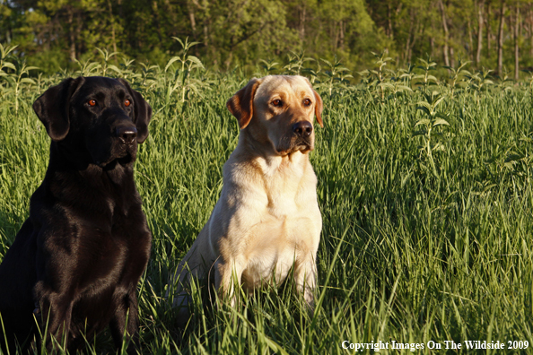 Multi-colored Labrador Retrievers in field