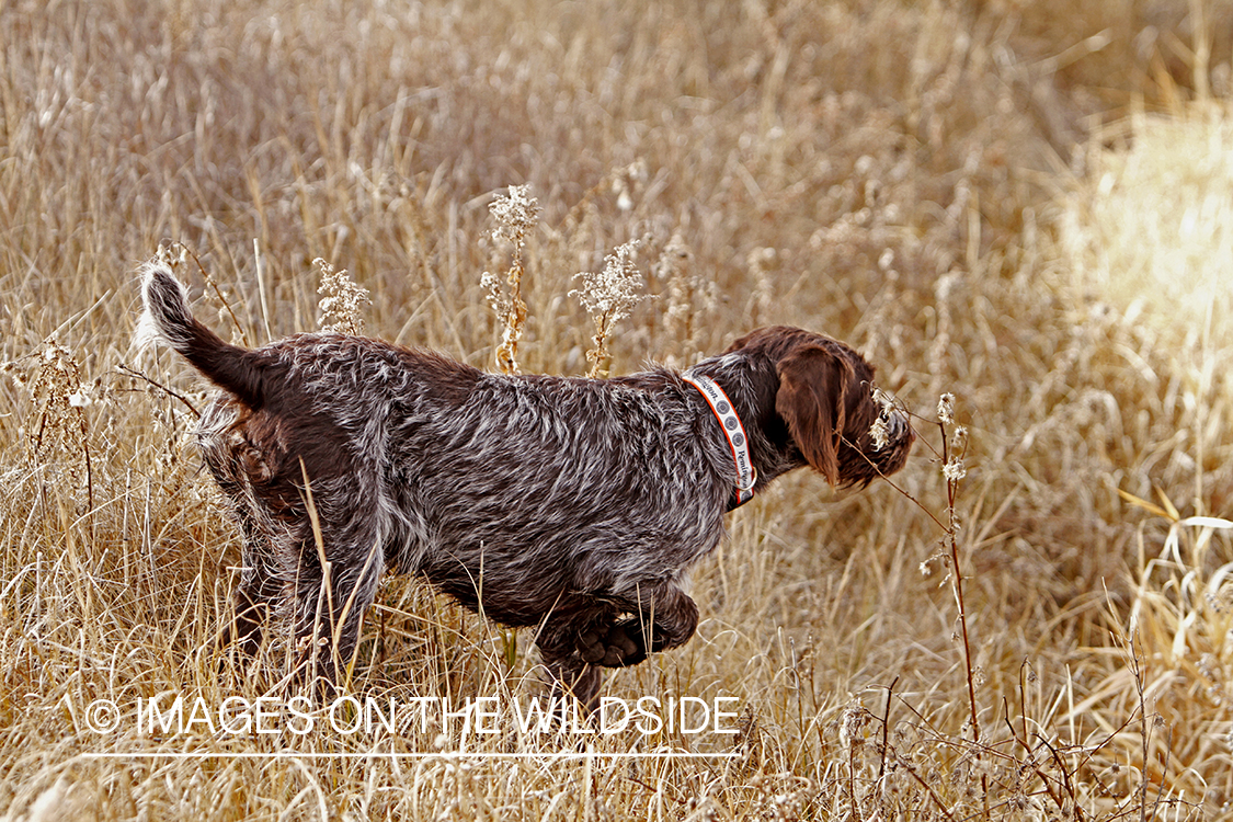 Pointing Griffon in field.