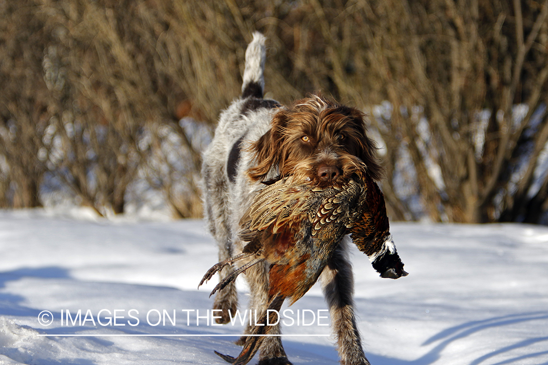 Wirehaired Pointing Griffon retrieving pheasant in snow.