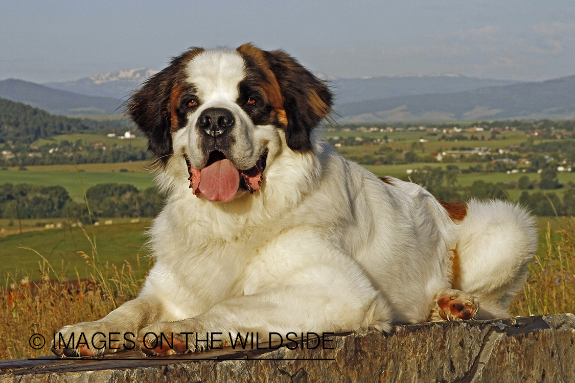 St. Bernard