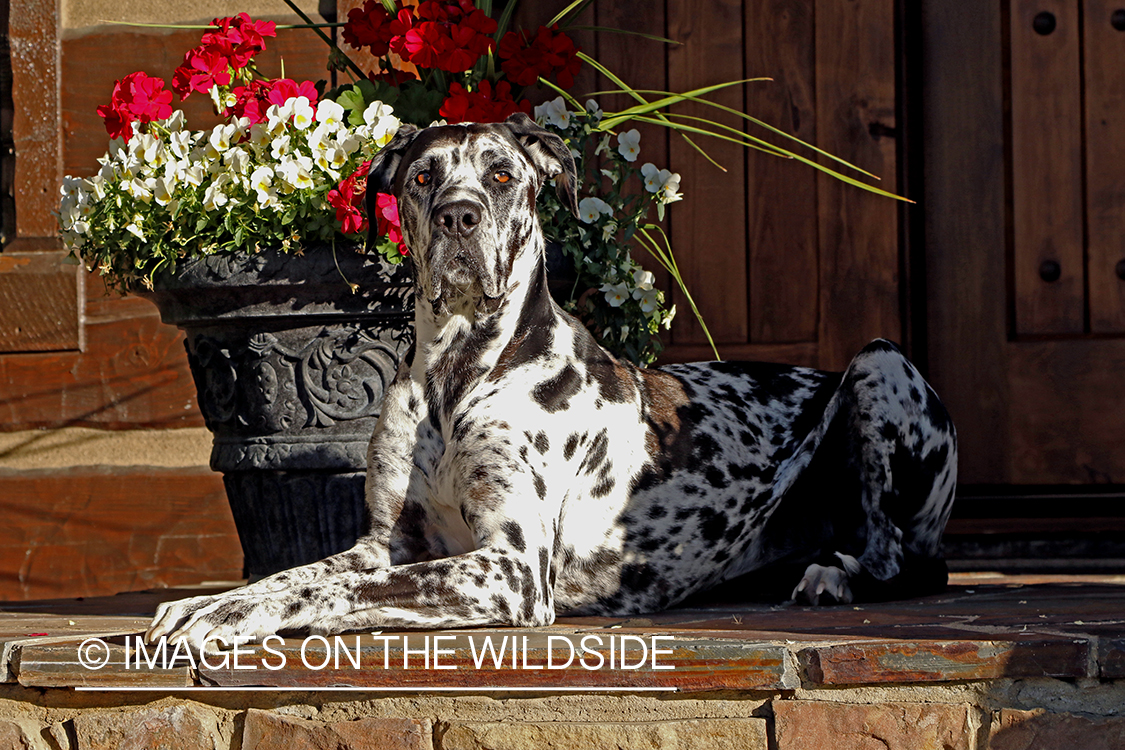 Great Dane on stone deck.