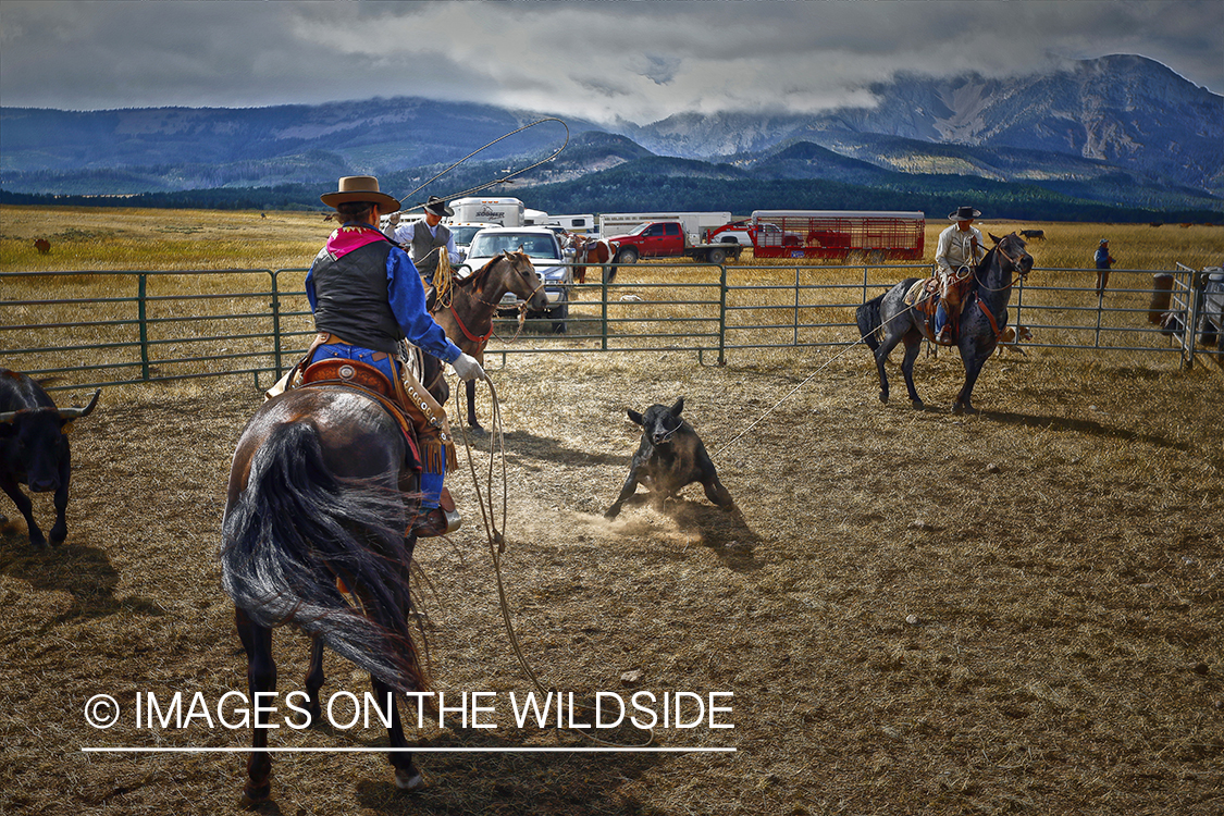 Coyboys and cowgirls herding cattle to be branded.