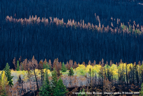 Western Forest Landscape