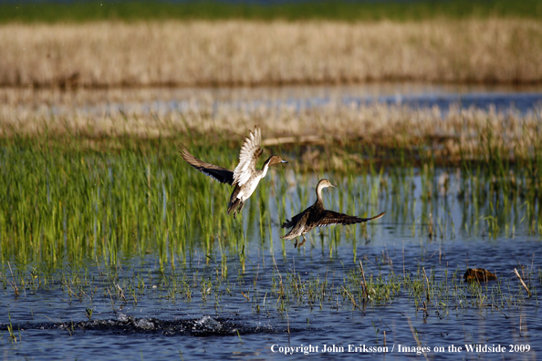 Pintail ducks on wetlands