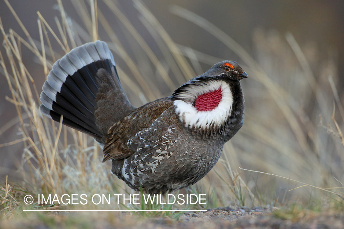 Dusky Grouse Courtship Display