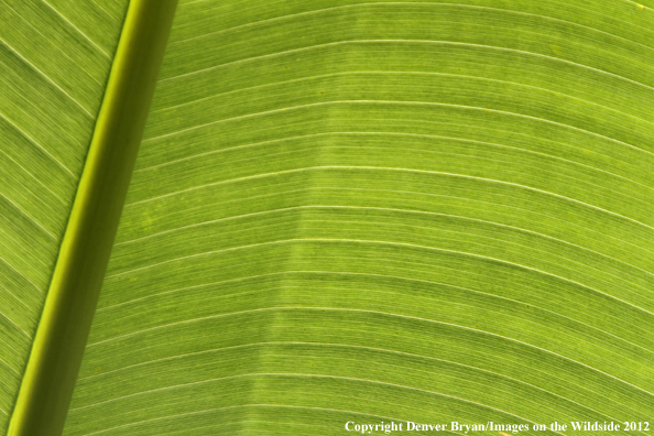 Vegetation close-up in Hawaii. 