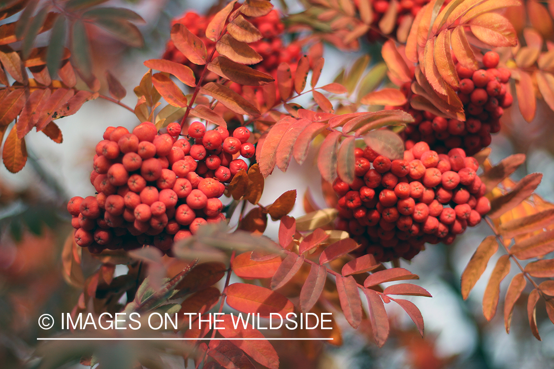 Autumn Vegetation