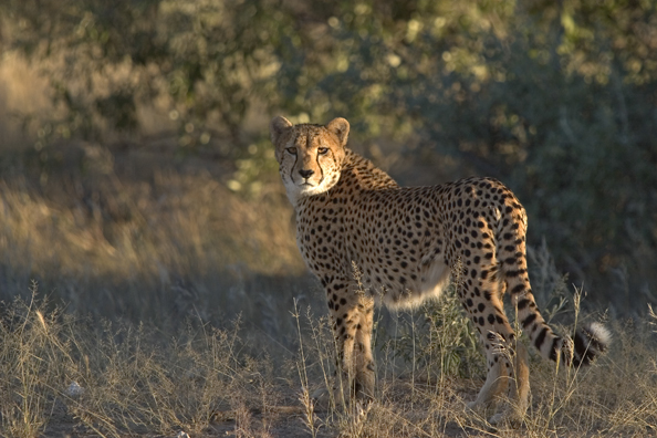 Cheetah in habitat.  Africa.