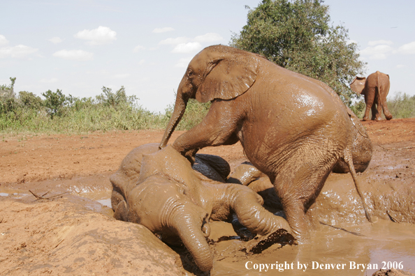 African Elephants