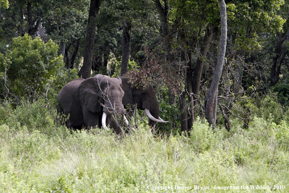 African Bull Elephants 