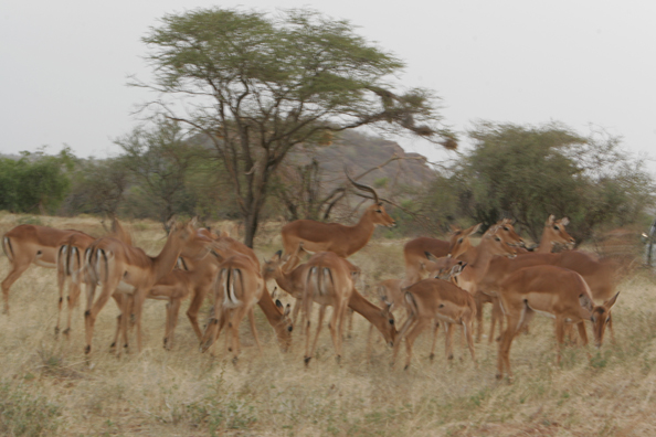 African Impala herd.