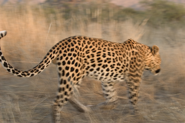 Leopard running/walking. Africa