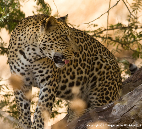 Leopard in tree. 