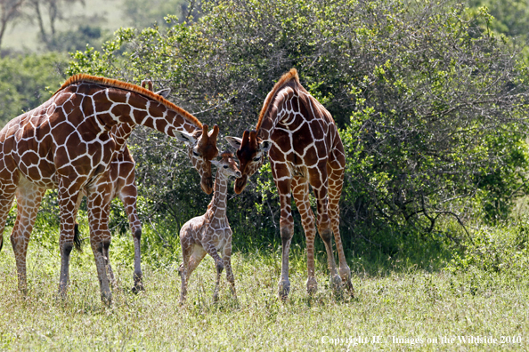 Reticulated Giraffe (adult with young)