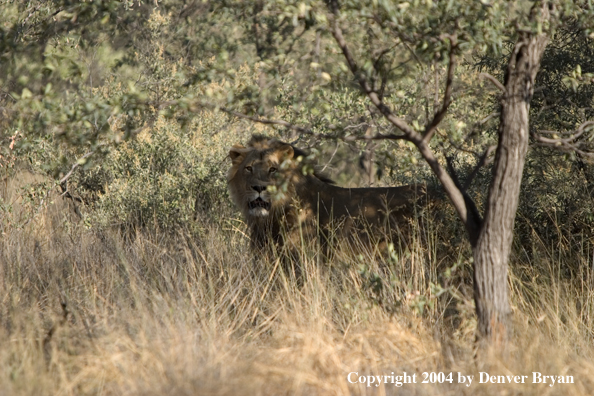 Male African lion in habitat. Africa