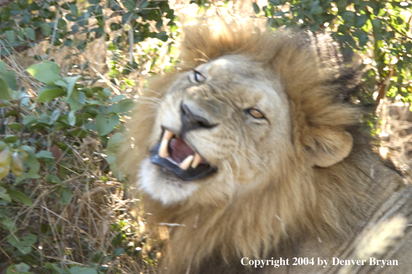 Male African lion snarling.