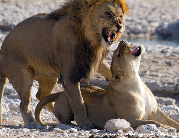 Male and female lion breeding. 