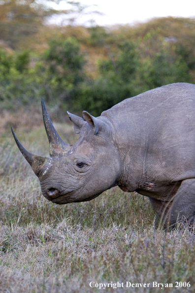 Black rhino in Africa.