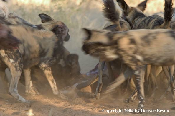 Pack of African Wild Dogs feeding on kill.