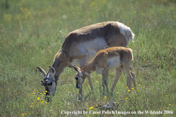 Mother Pronghorn Antelope with fawn