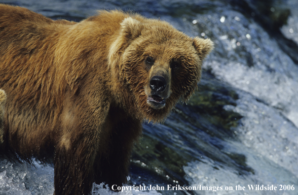 Brown bear in habitat. 