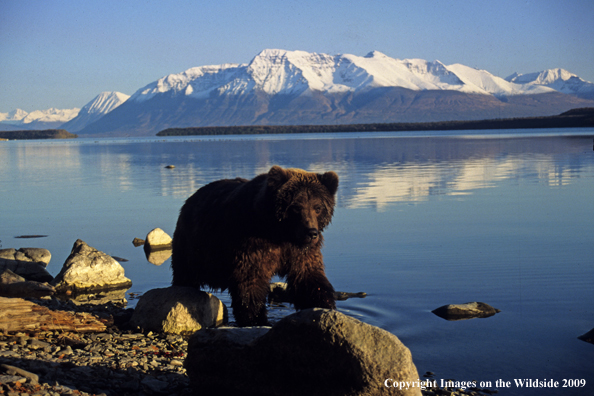 Brown Bear in habitat