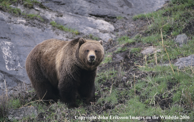 Grizzly bear in habitat. 