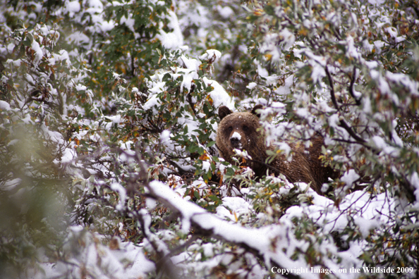 Grizzly bear in habitat