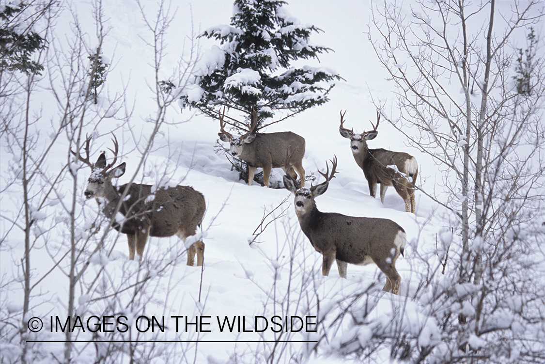 Mule deer in habitat.