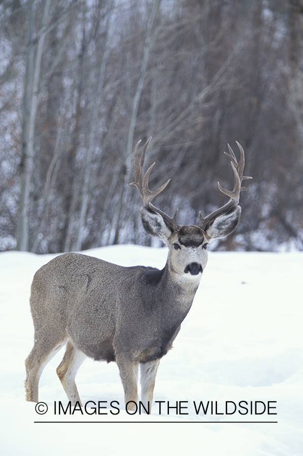 Mule deer in winter.