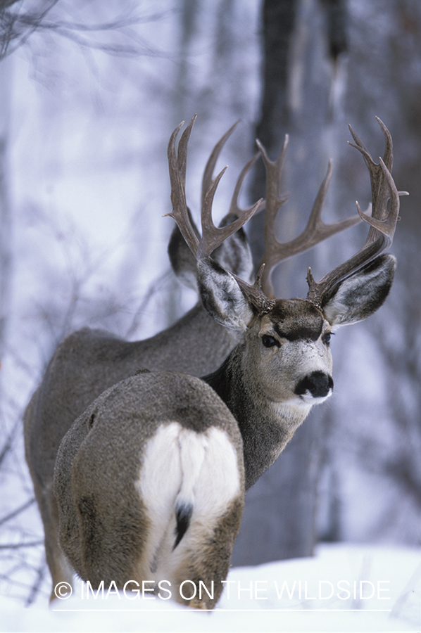 Mule deer bucks in winter.