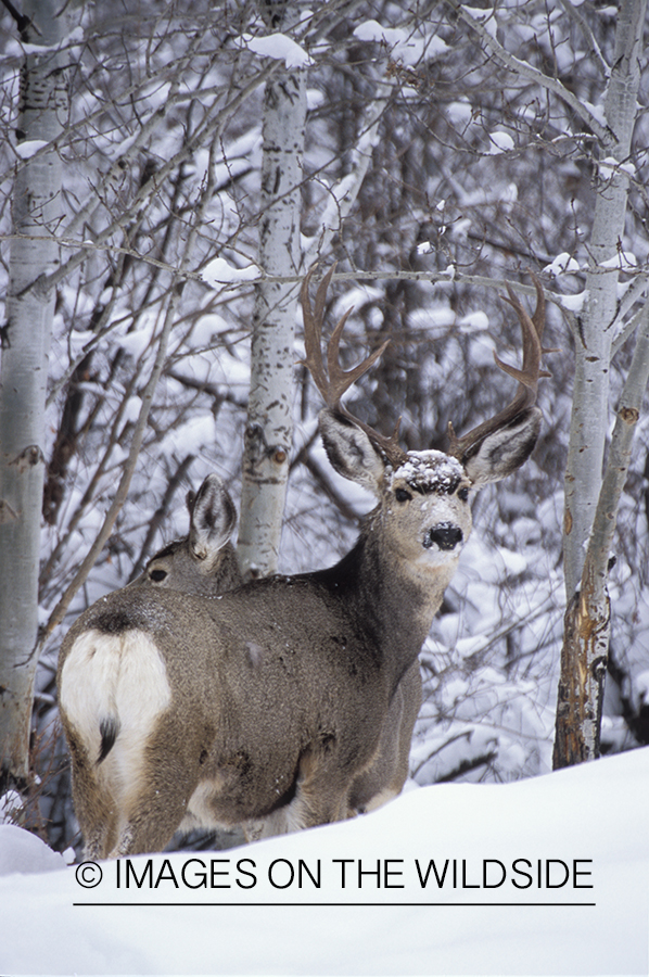 Mule deer in winter.