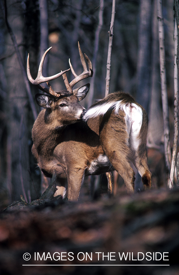 Whitetailed deer sniffing tail.