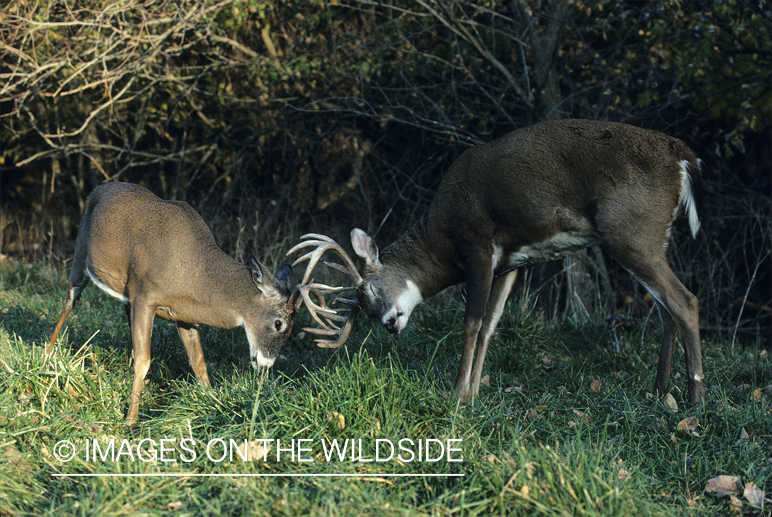 White-tailed deer bucks sparring.