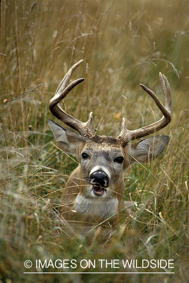 Whitetail deer bedded down.