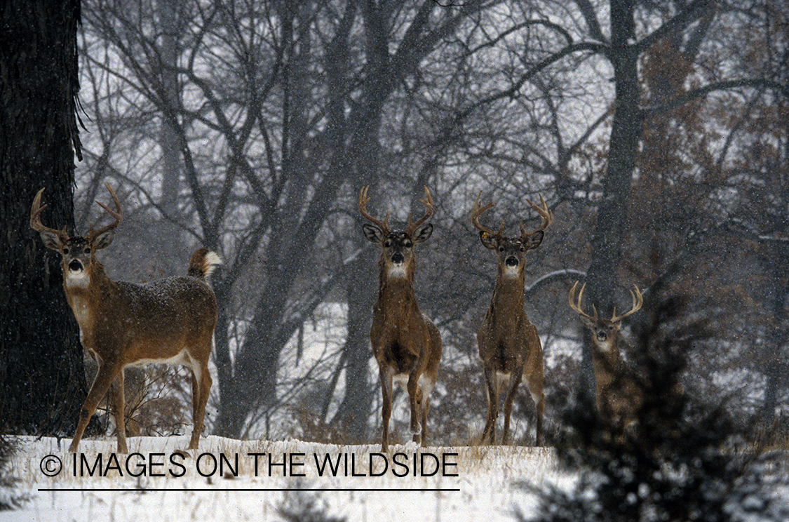 White-tailed deer in habitat