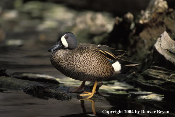 Blue-winged teal drake standing on watersedge