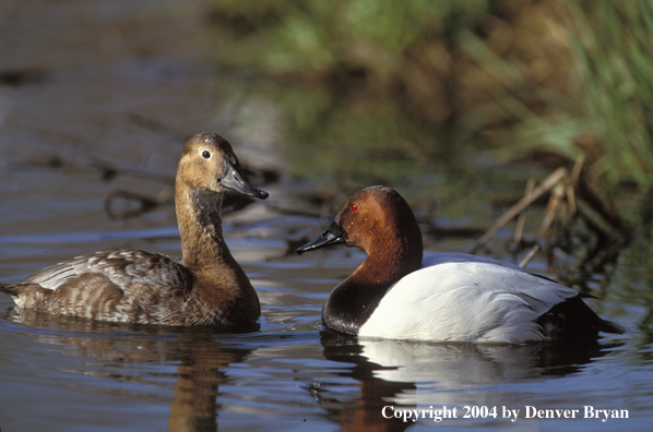 Canvasback drake and hen in water