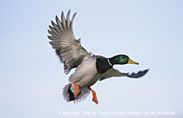 Mallard drake in flight.