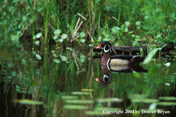 Wood Duck drake on water