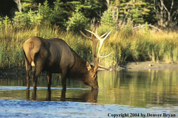 Bull elk in river drinking