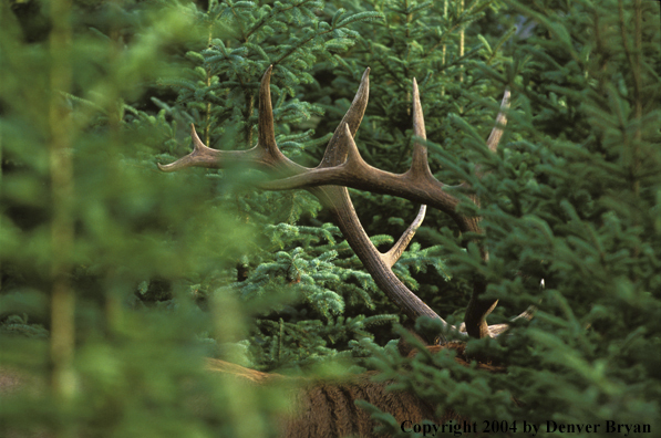 Bull elk in habitat.