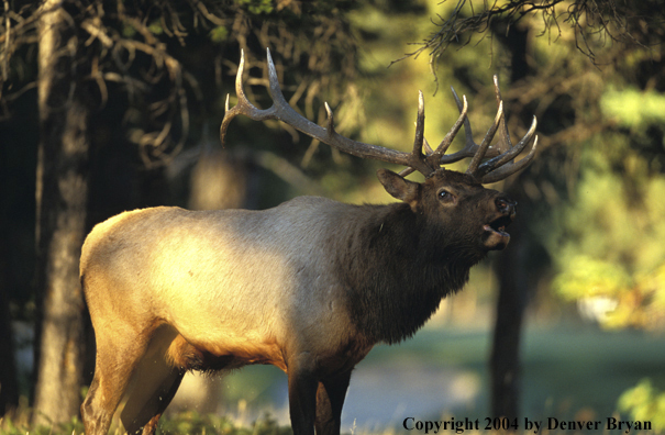 Bull elk bugling 