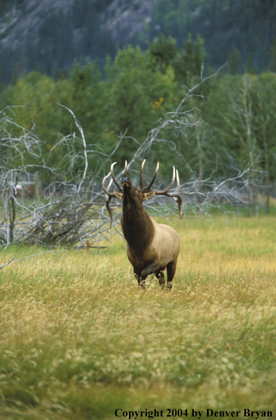 Bull elk bugling