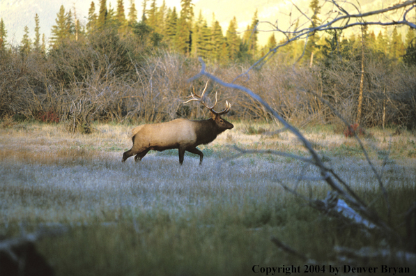 Bull elk in habitat.