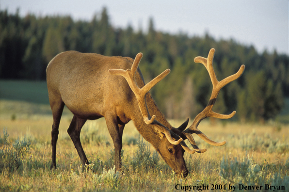 Bull elk in velvet