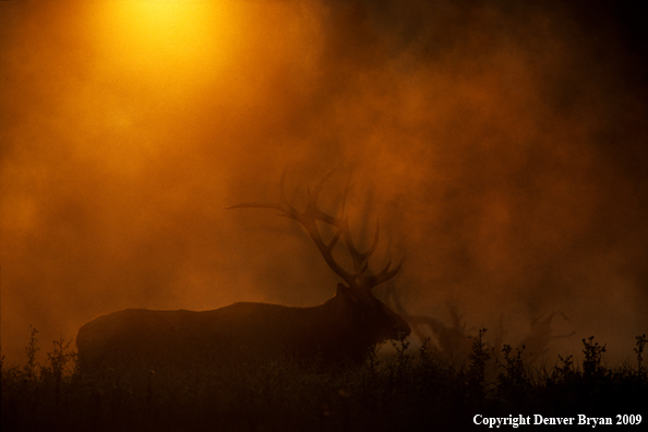 Bull Elk