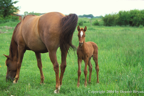 Quarter horse and foal in pasture.